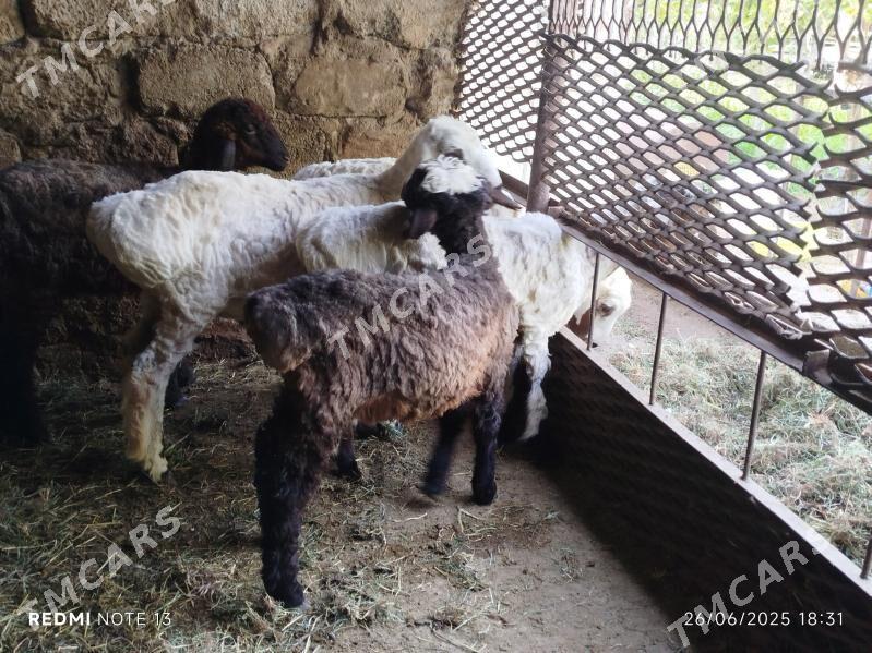 Tokly - Ýanbaş - img 3