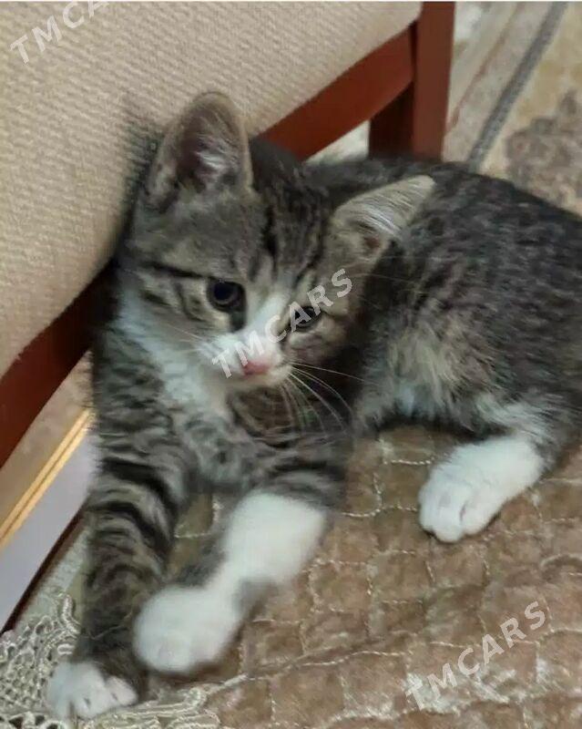 котята - Ашхабад - img 2