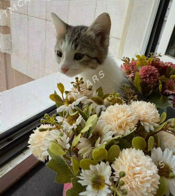 котята - Ашхабад - img 4