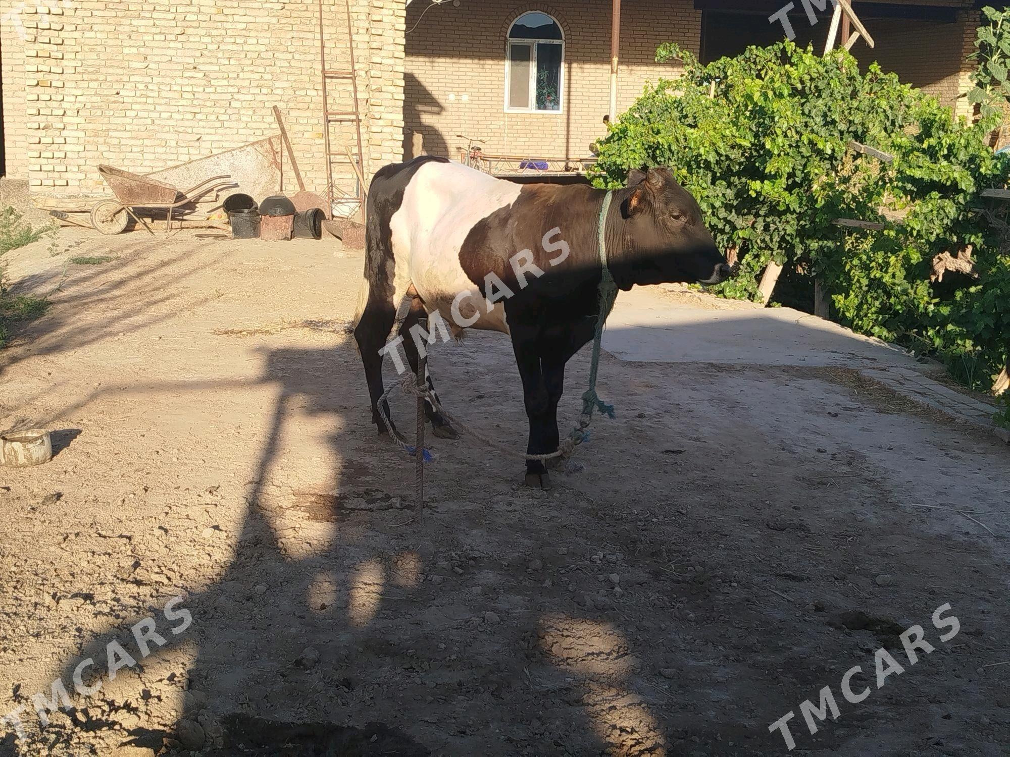 okuzler - Çärjew - img 3