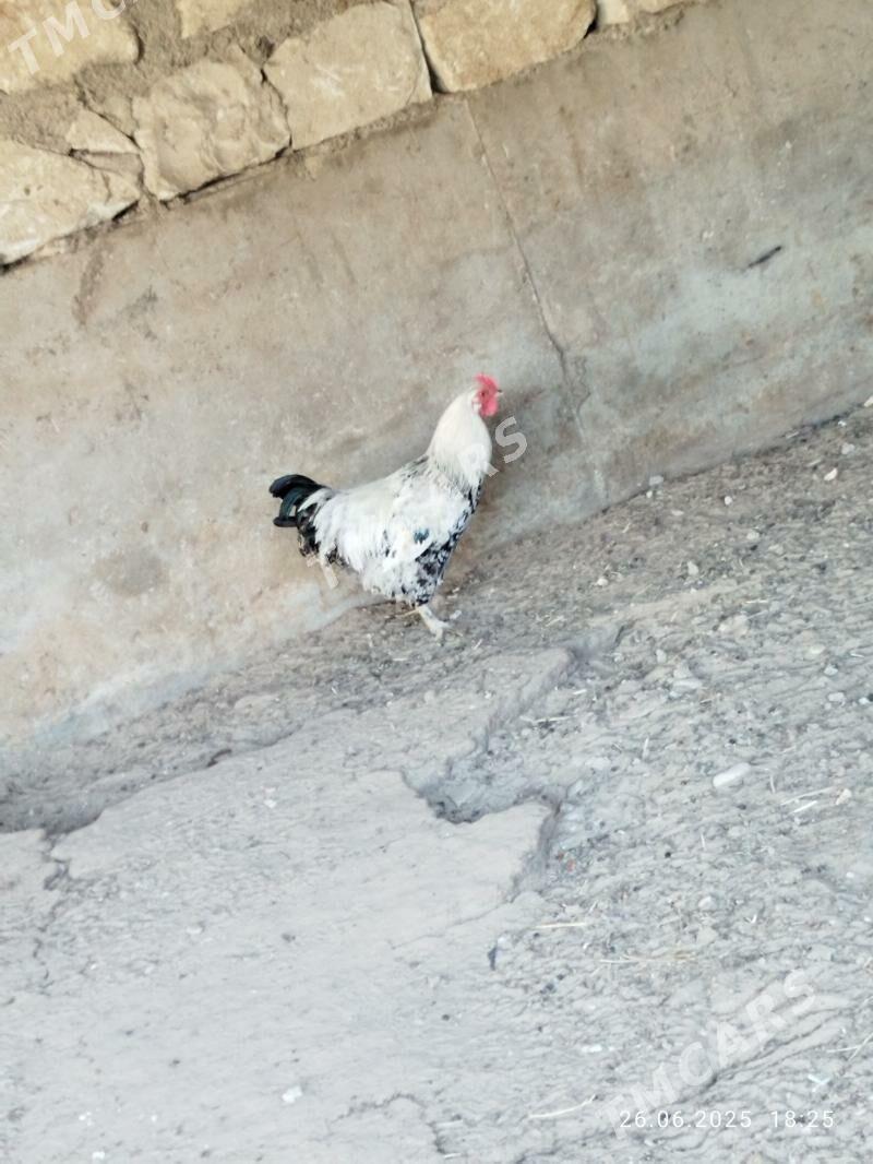 Horoz - Jebel - img 3