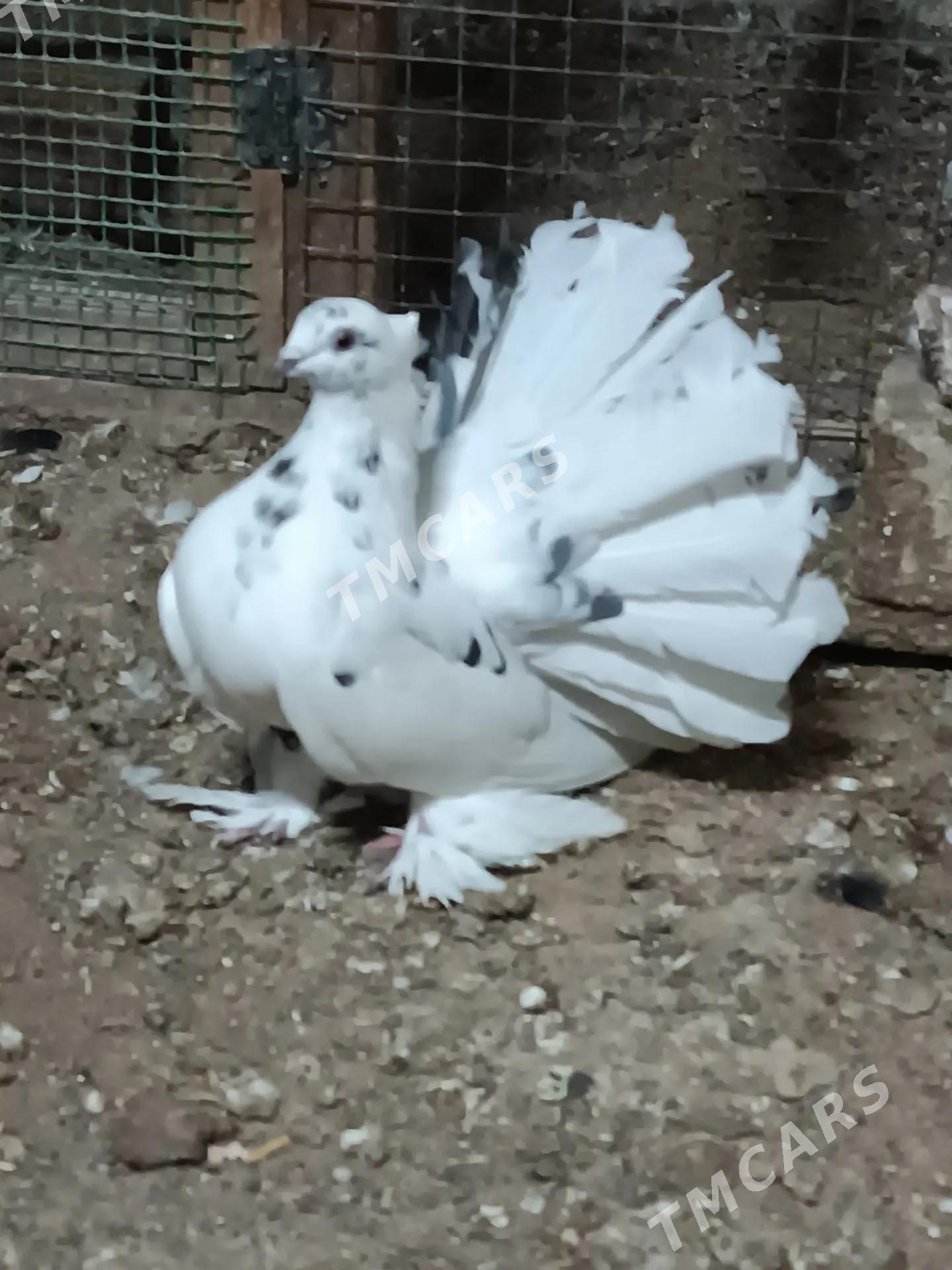 kepderi - Mary - img 3