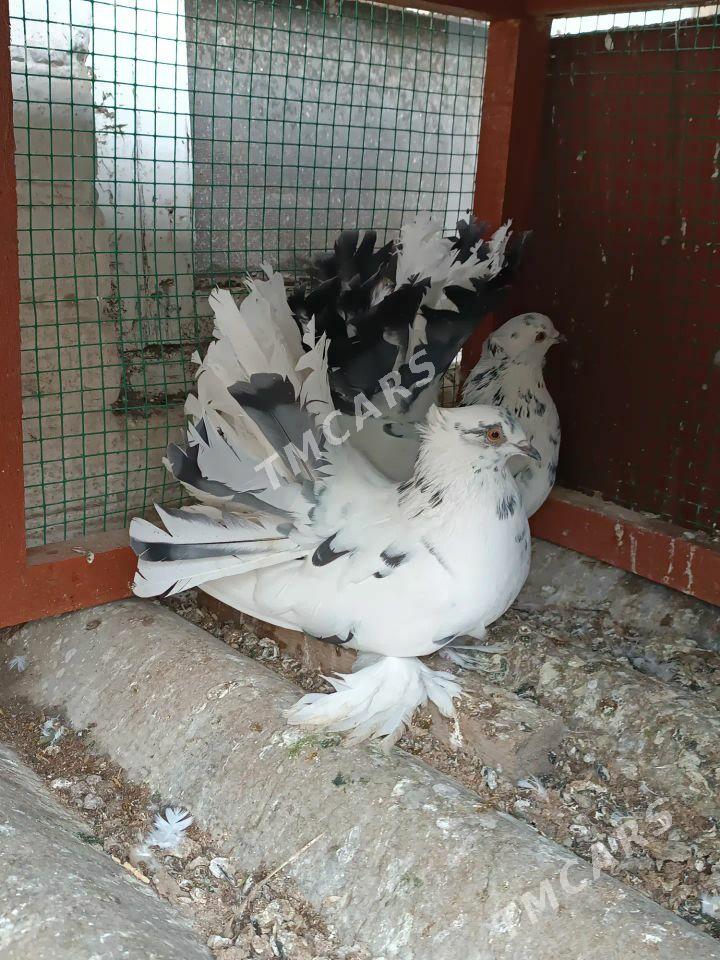 kepderi - Mary - img 2