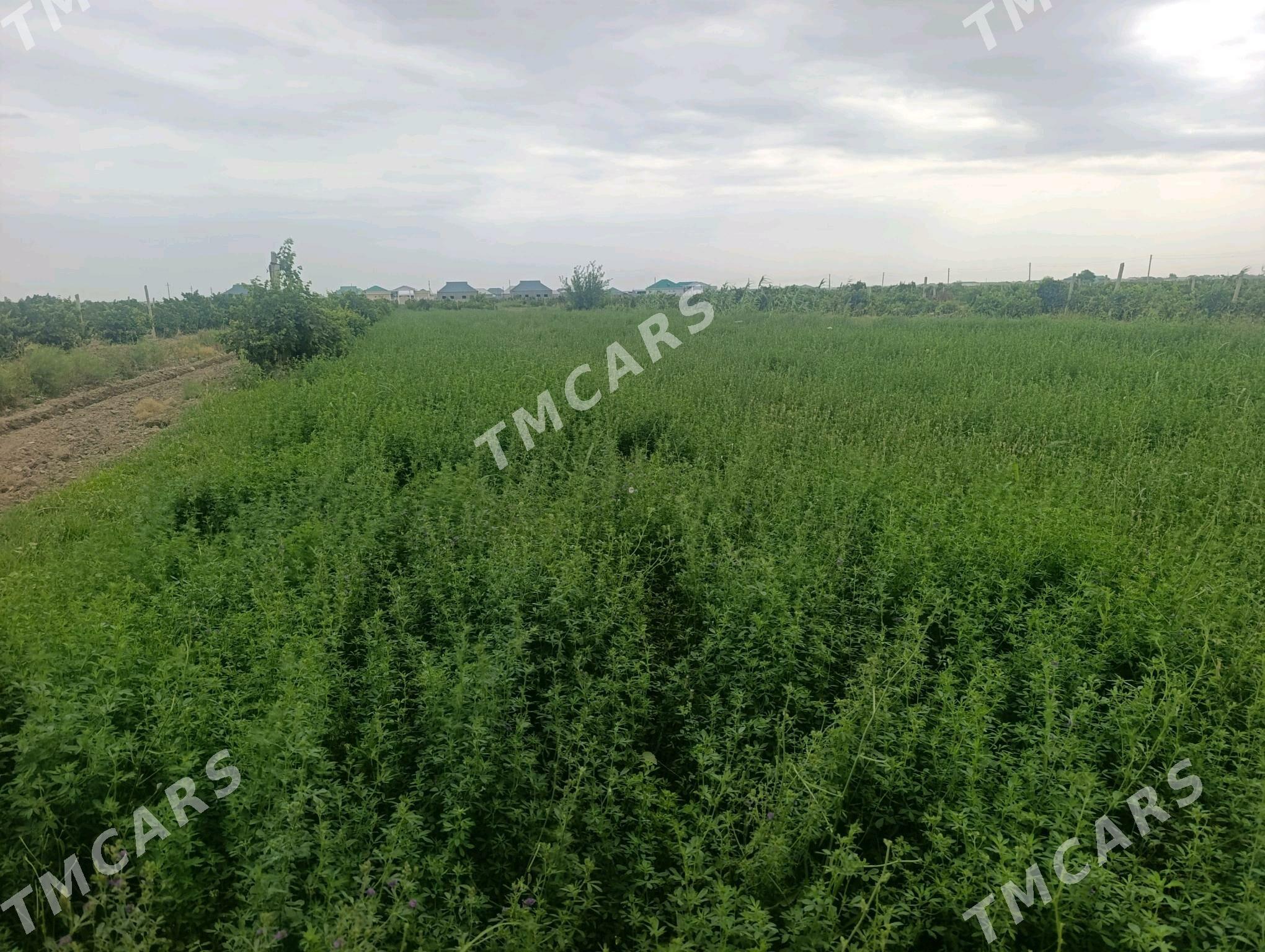 uzum yer - Гёкдепе - img 5