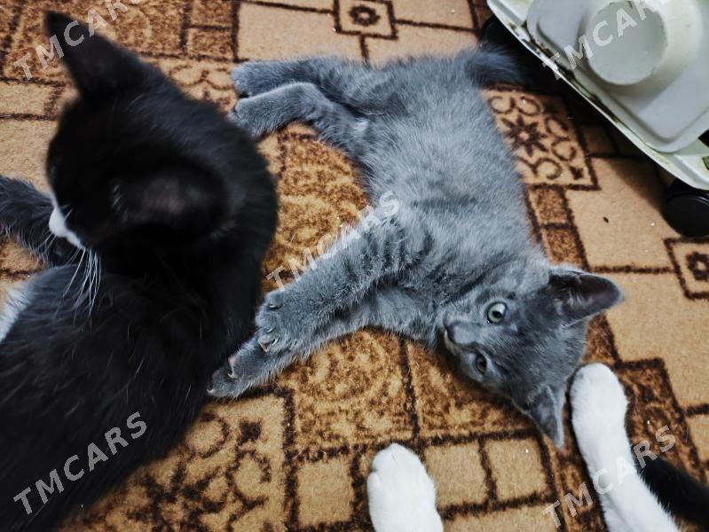 котята - Туркменабат - img 4