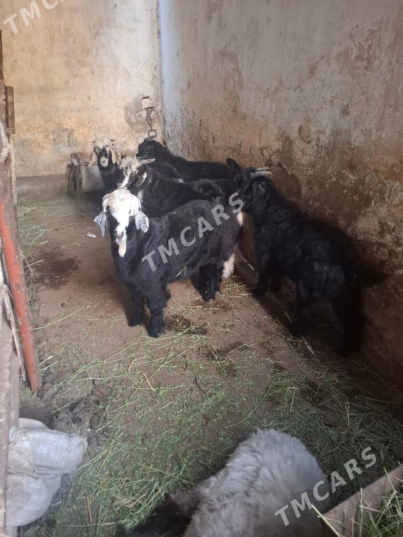 ÇEWIS - Hitrowka - img 2