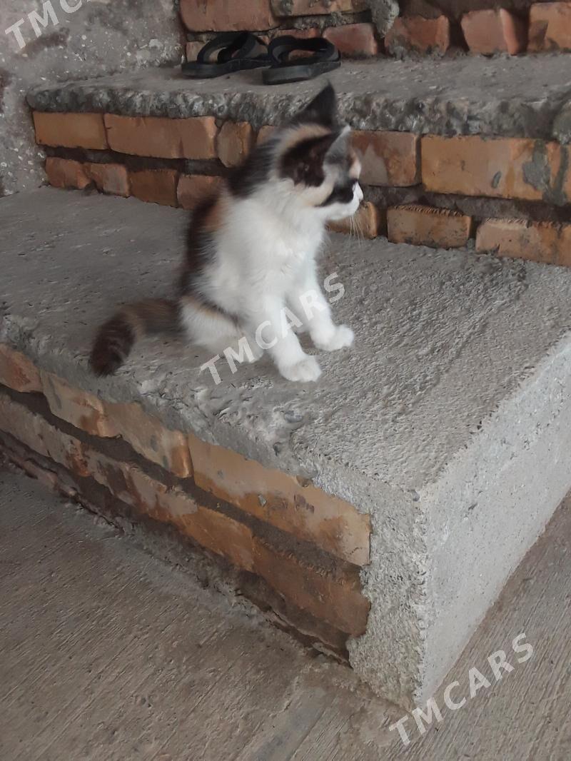 катёнок - Türkmenabat - img 7