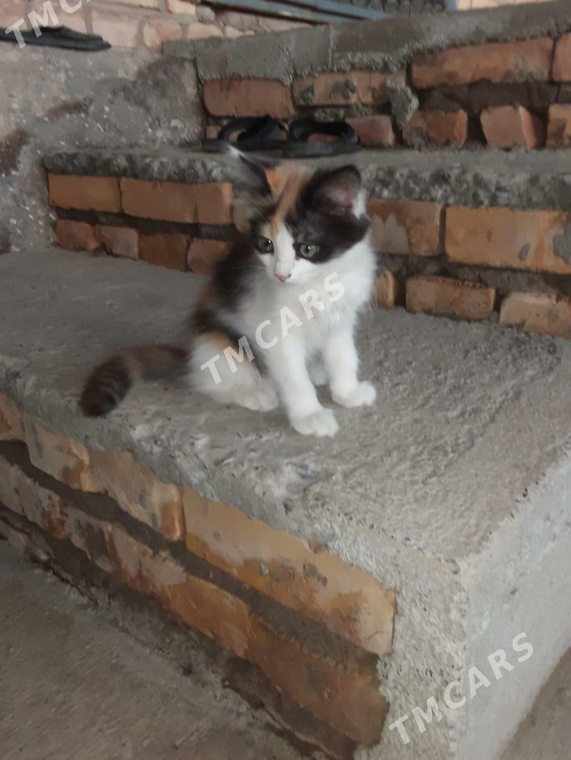 катёнок - Türkmenabat - img 2