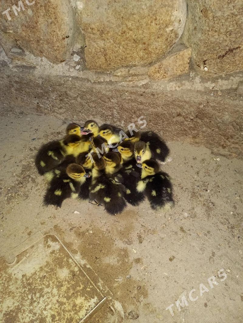 ördek jüje - Balkanabat - img 2