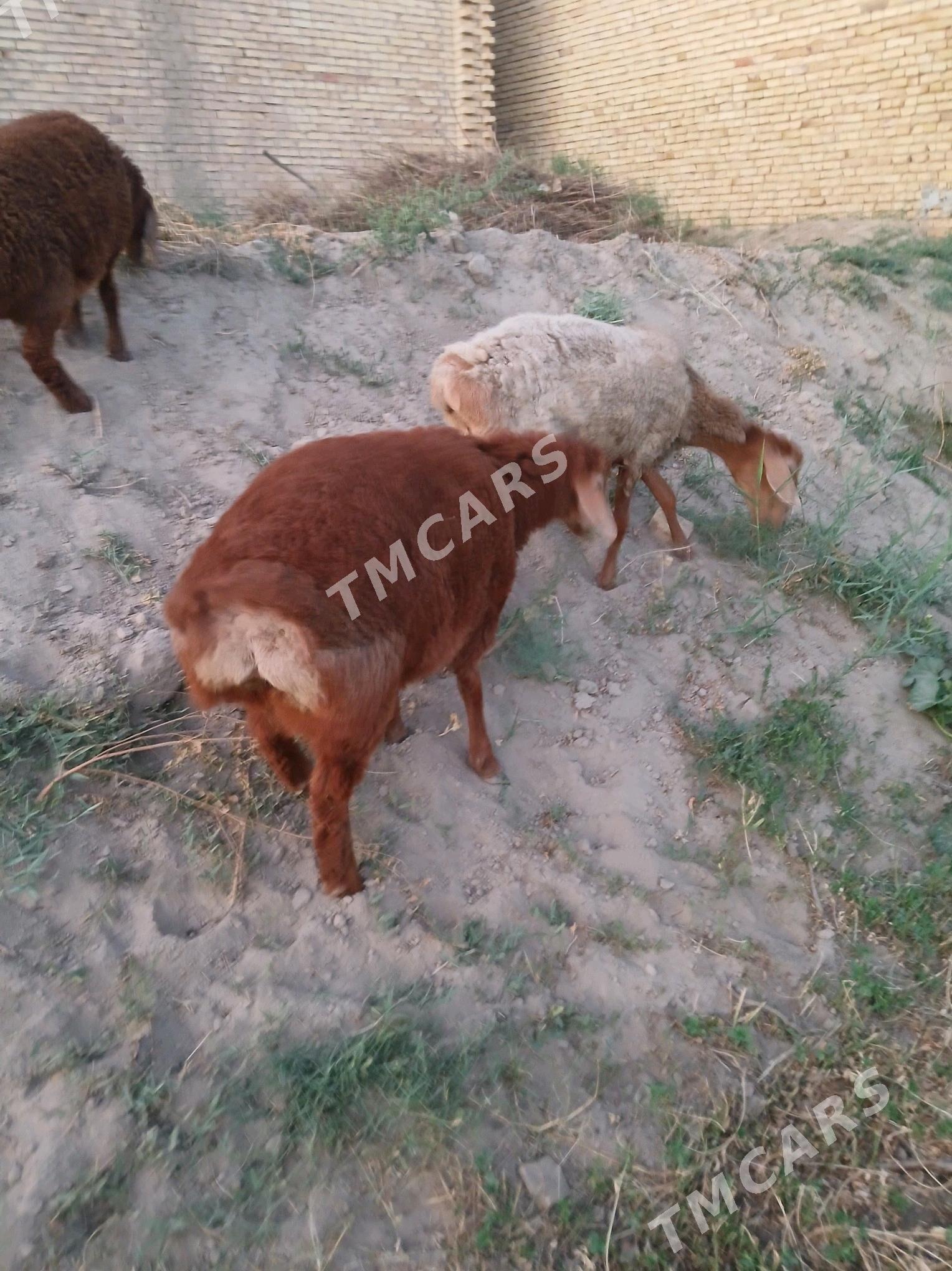 gisar - Чарджоу - img 2
