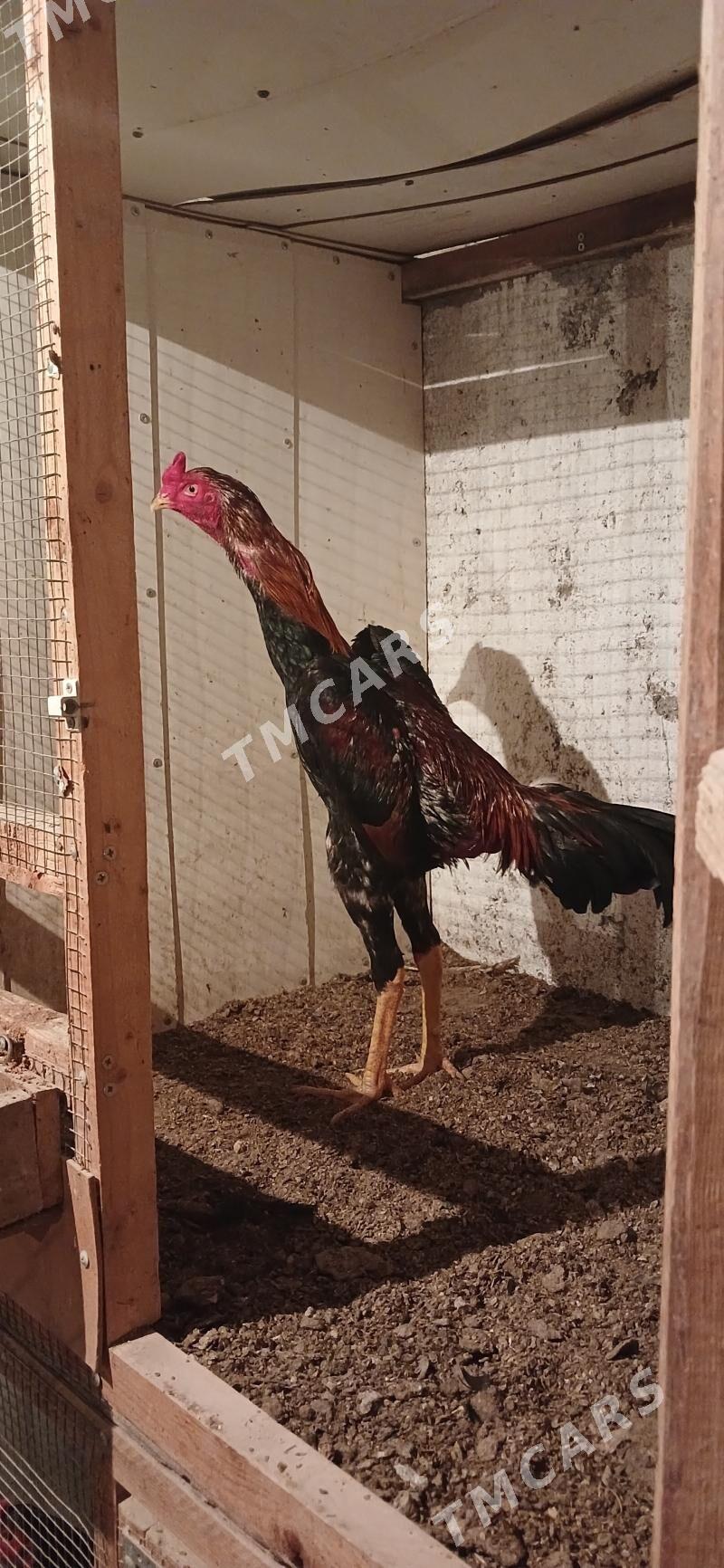 Horoz - Çoganly - img 2