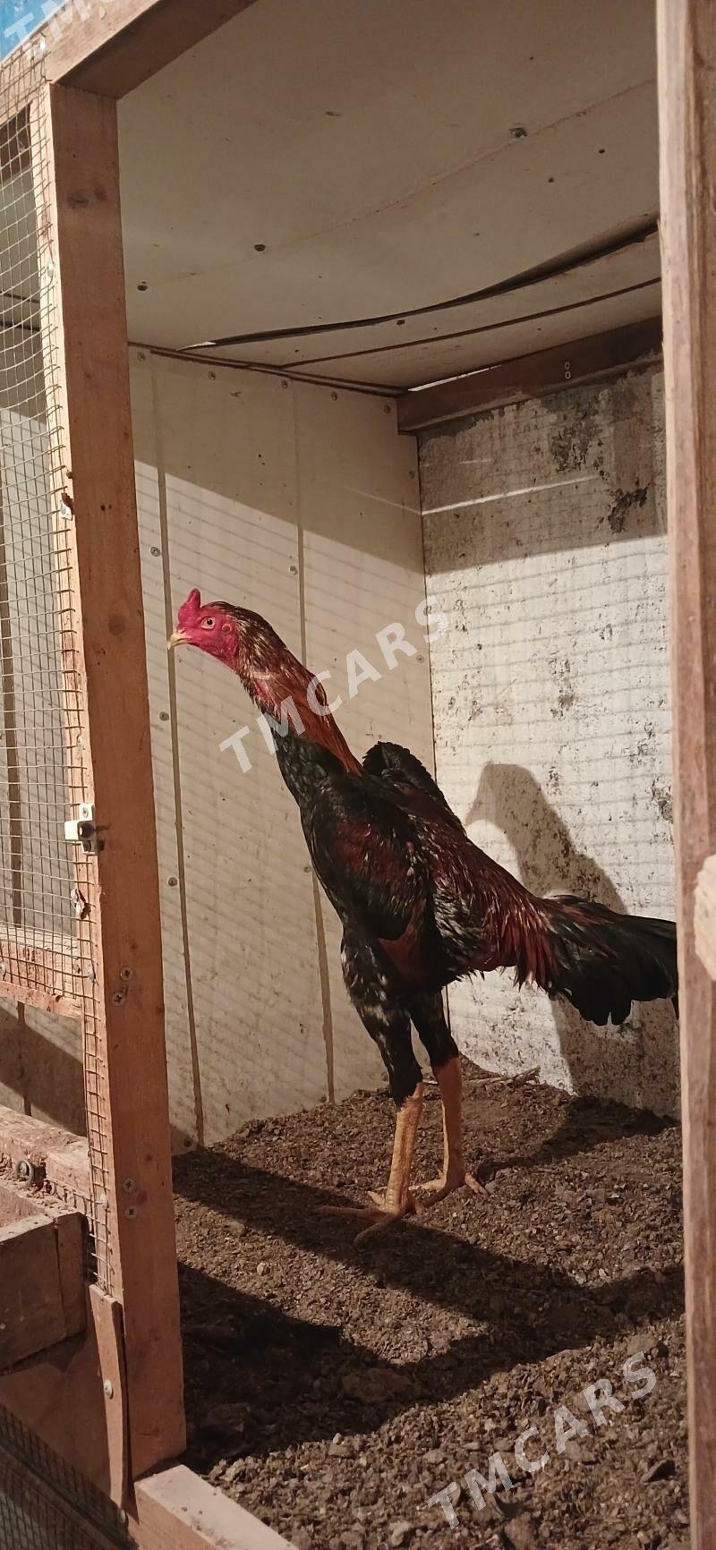Horoz - Çoganly - img 1