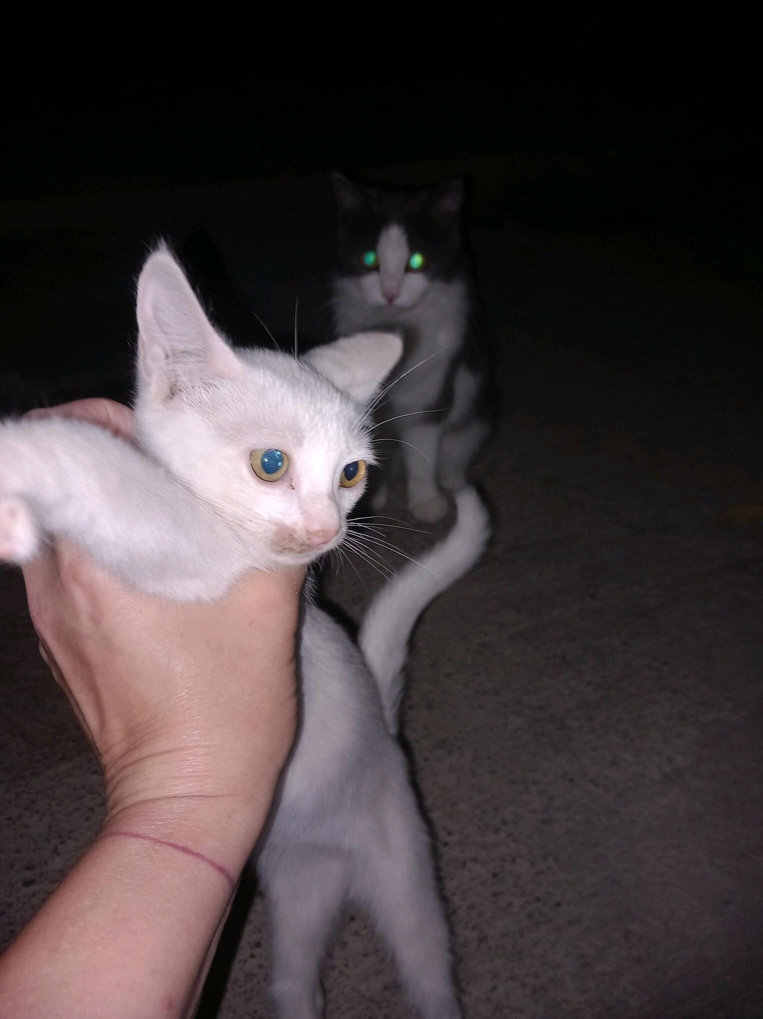 котята - Ашхабад - img 2