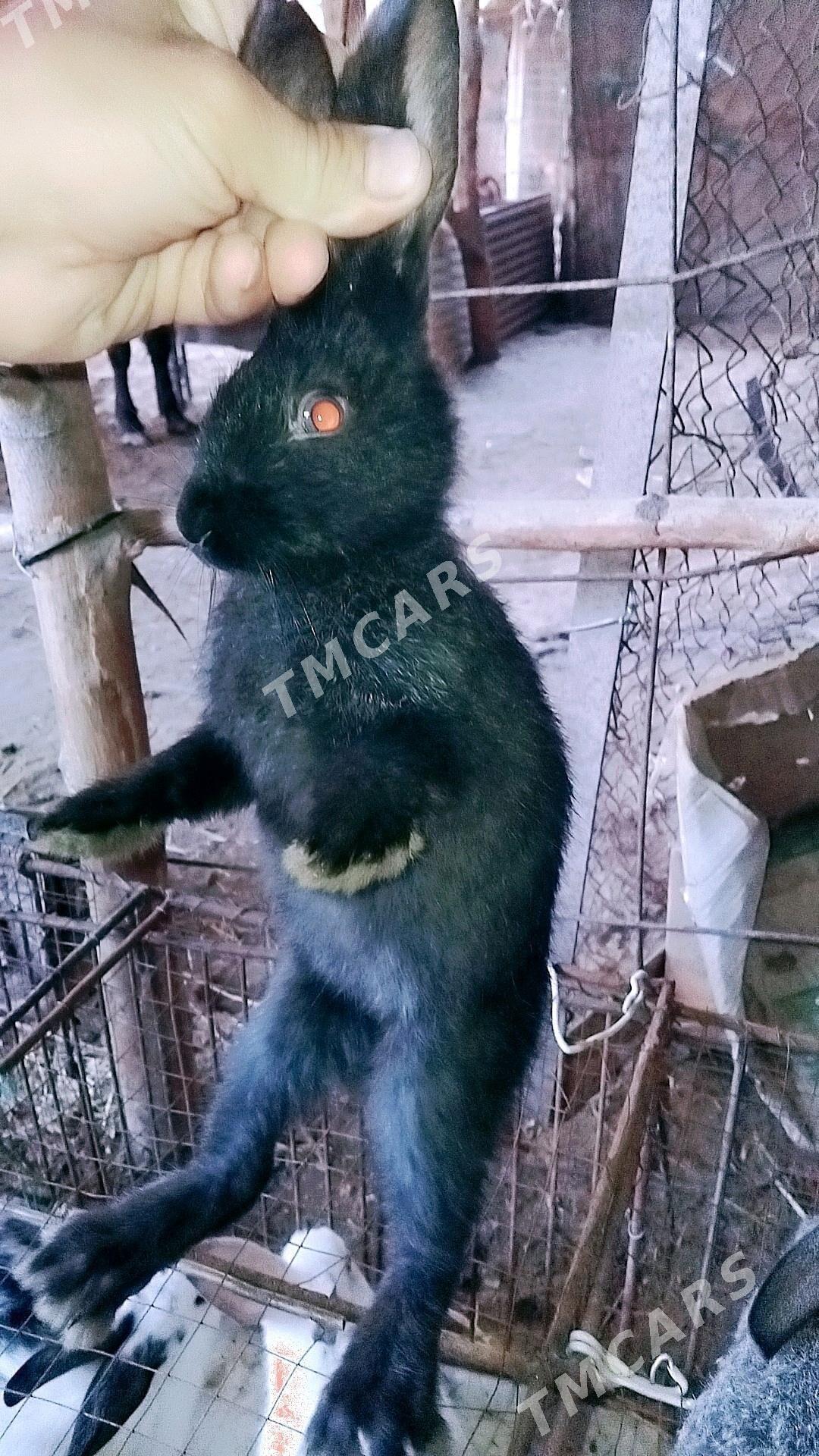 Towşan - Дашогуз - img 4
