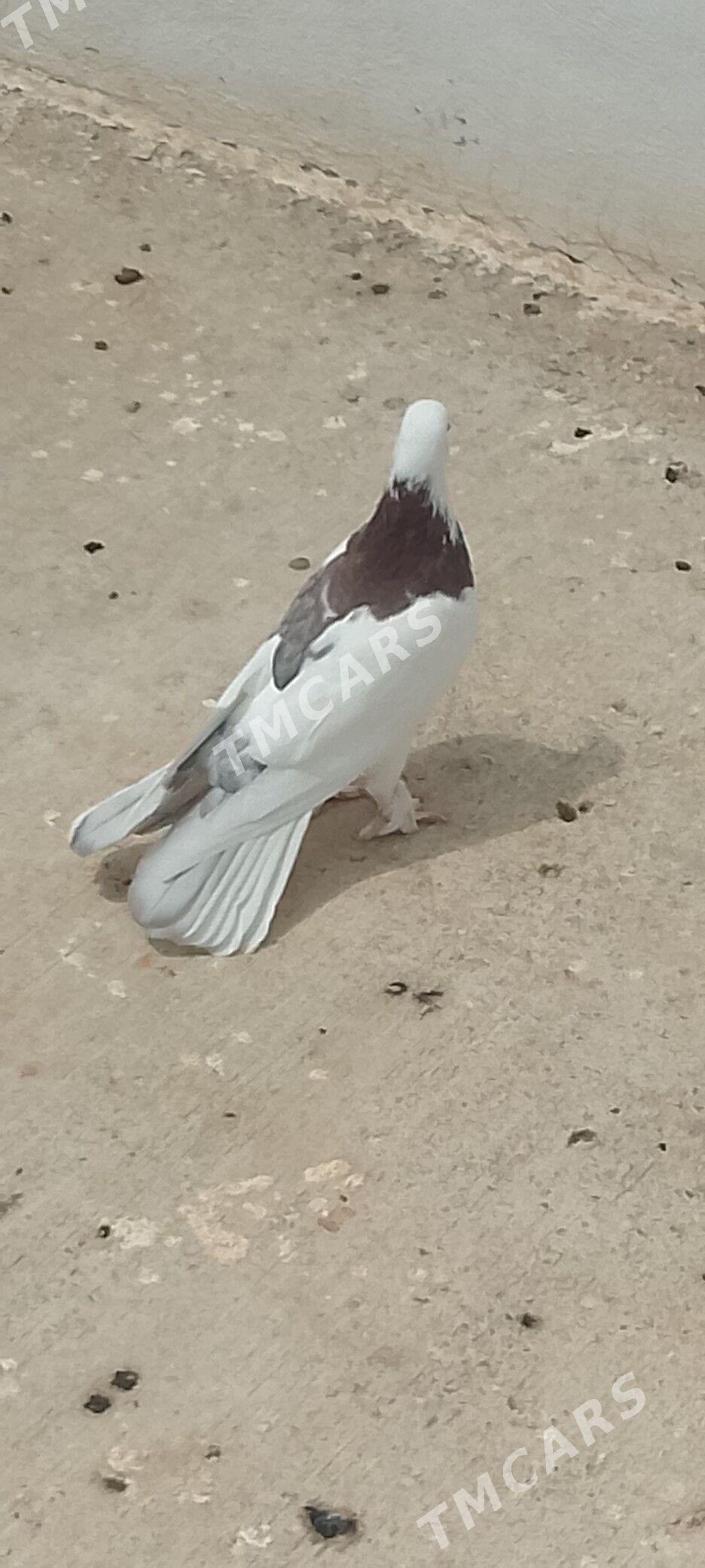 kepderi - Çoganly - img 3