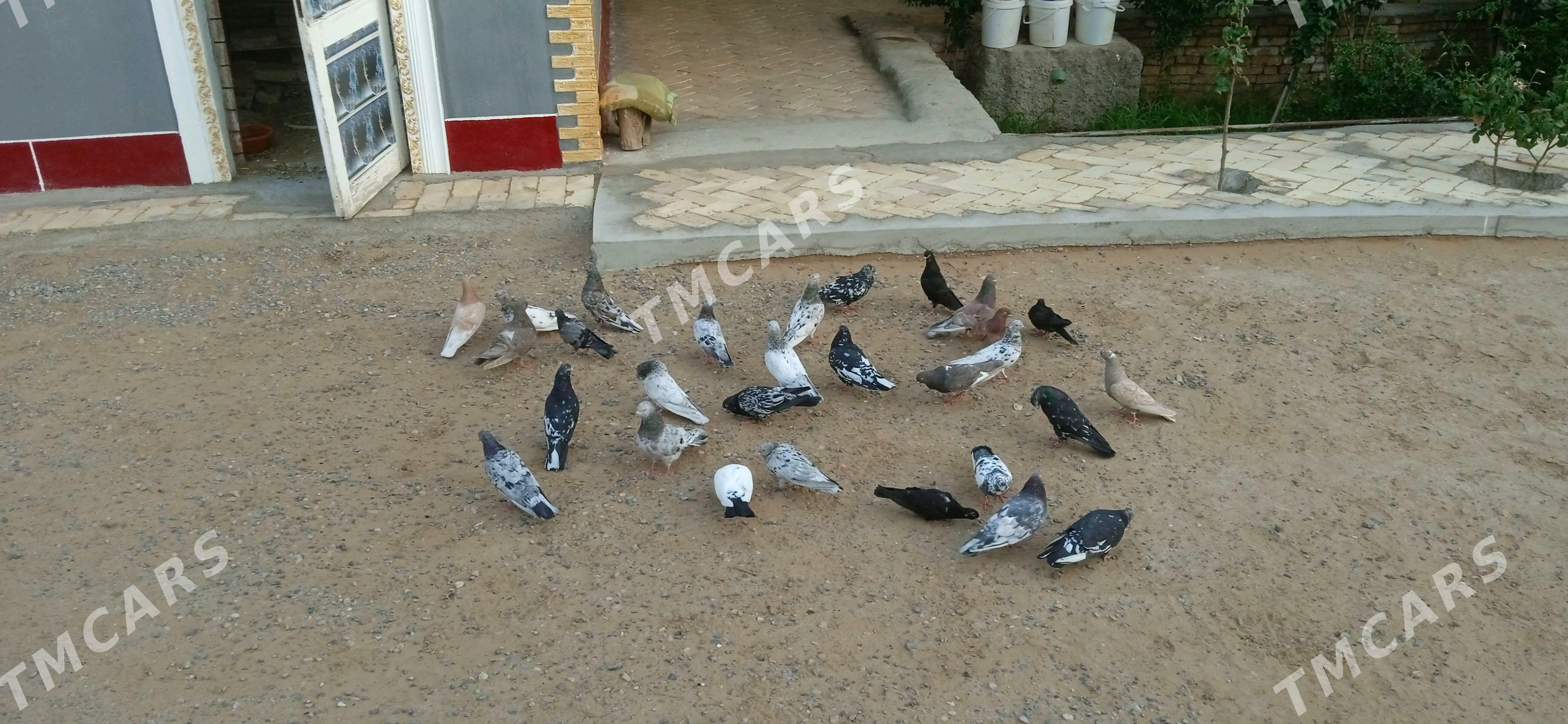 KEPDERI - Baýramaly - img 2