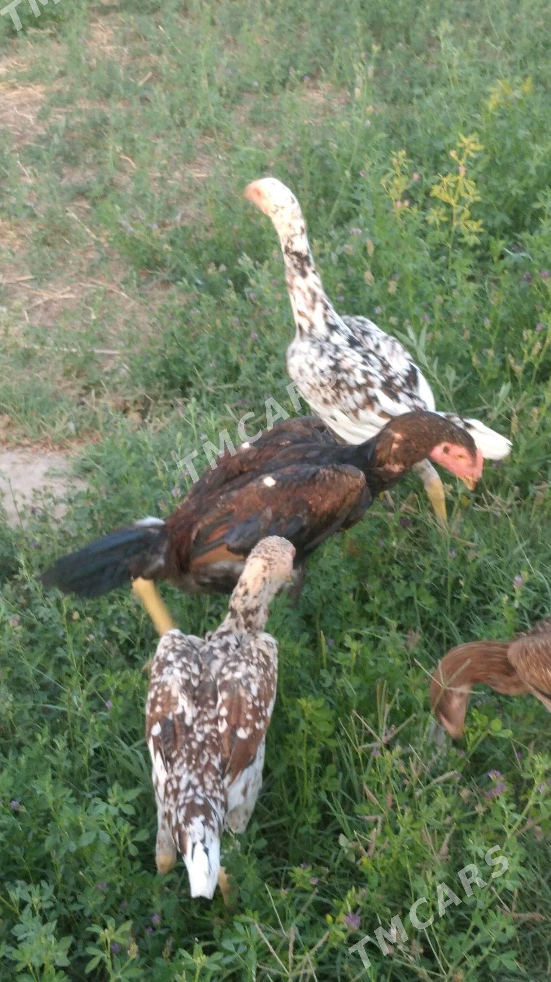 Ala paroda jujalar - Şabat etr. - img 2