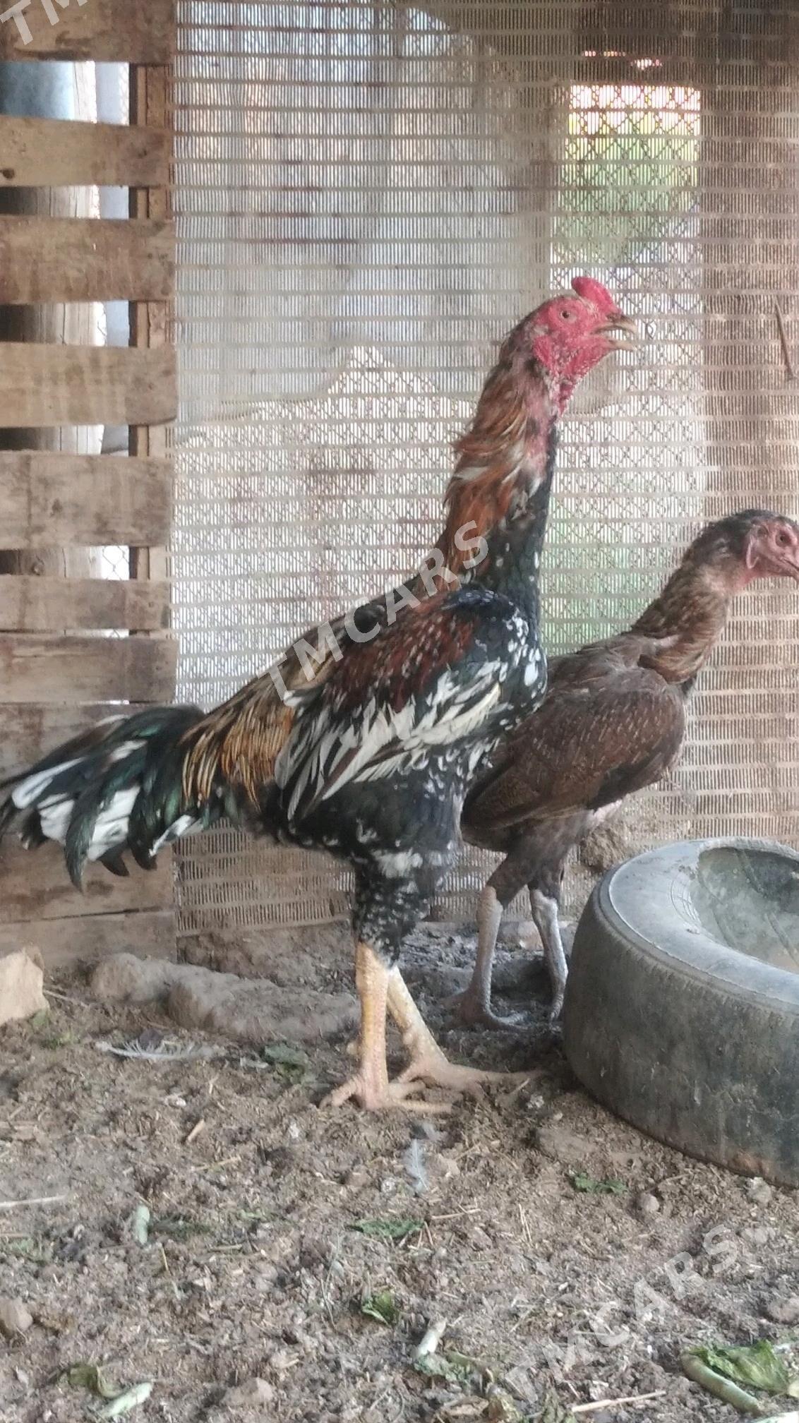 Ala paroda jujalar - Şabat etr. - img 4
