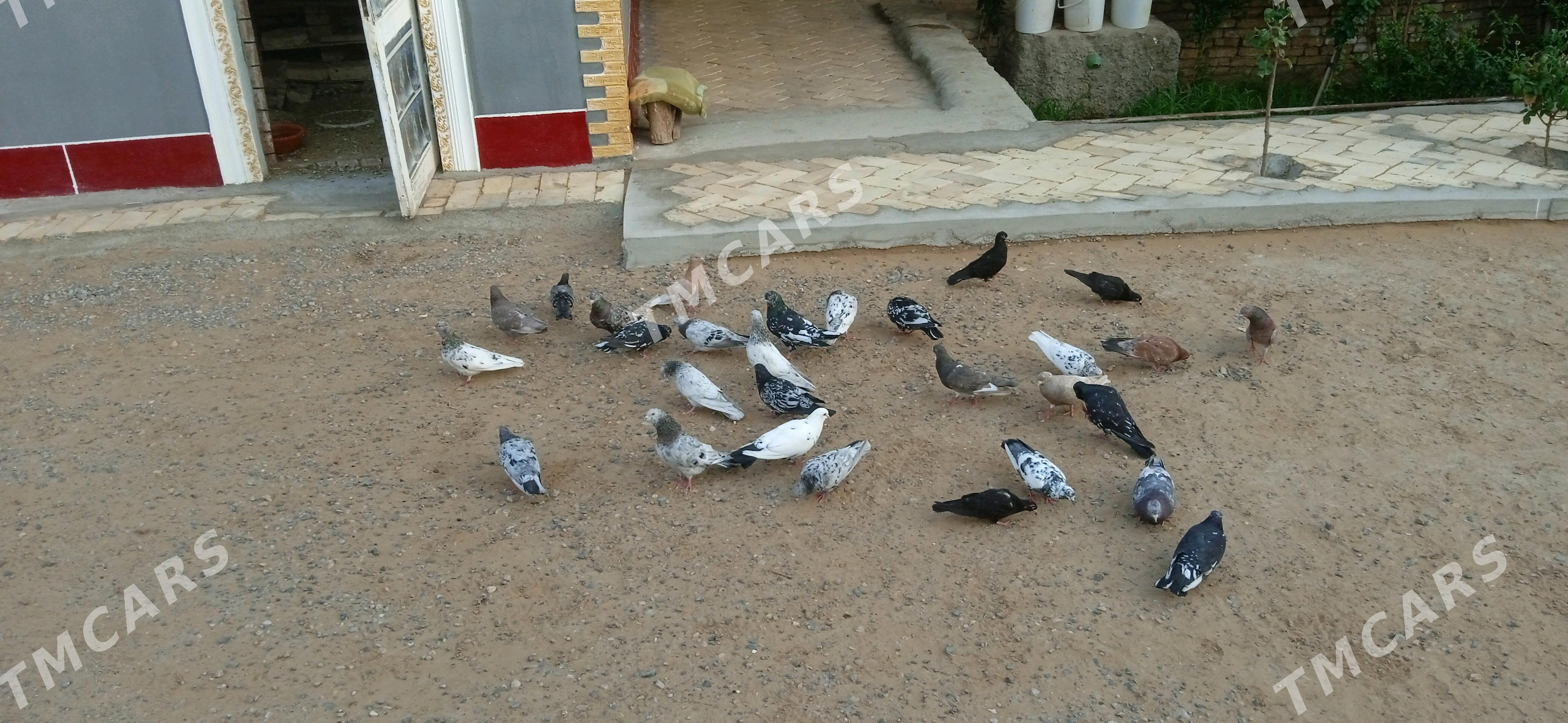KEPDERI - Baýramaly - img 3