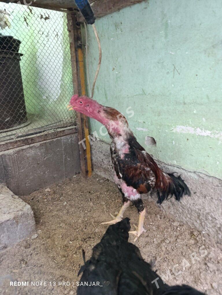horaz - Daşoguz - img 2
