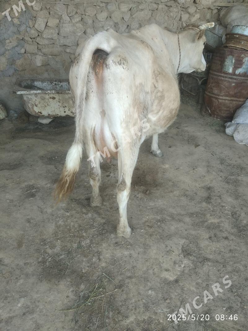 Sygyr - Jebel - img 2