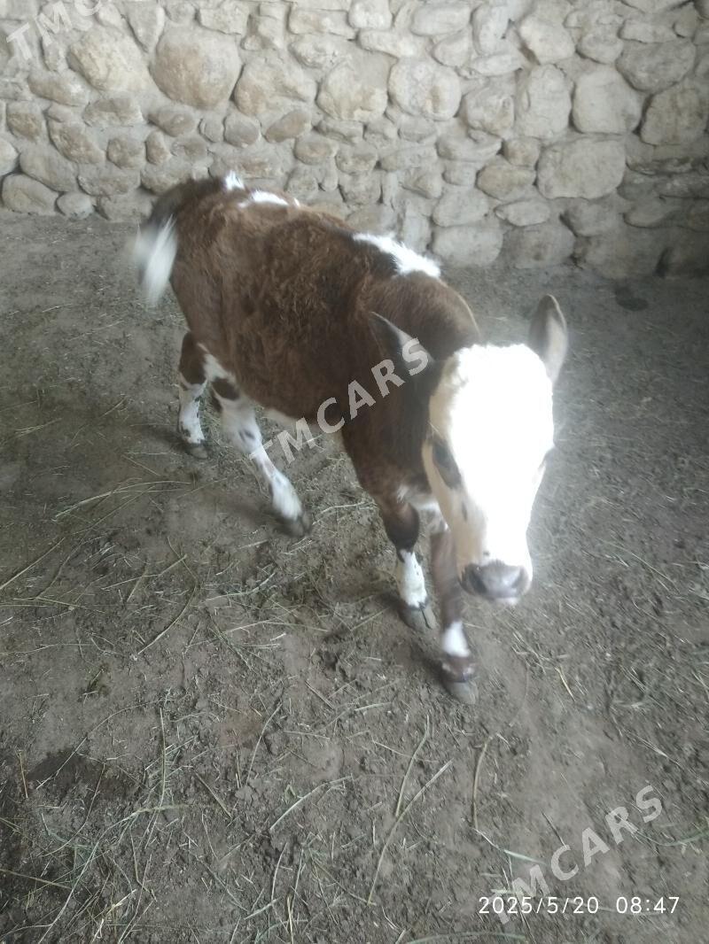 Sygyr - Jebel - img 3