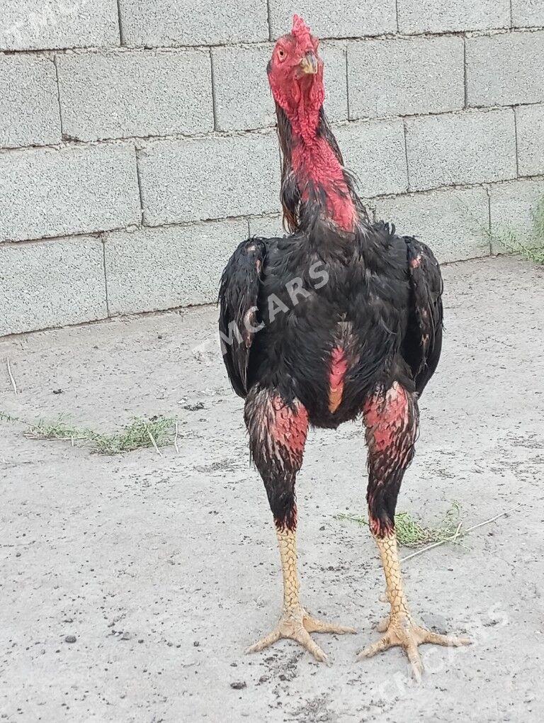 horaz - Daşoguz - img 2