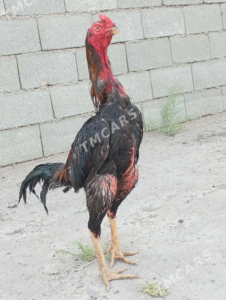 horaz - Daşoguz - img 3