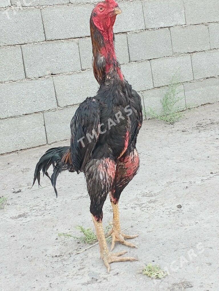 horaz - Daşoguz - img 5