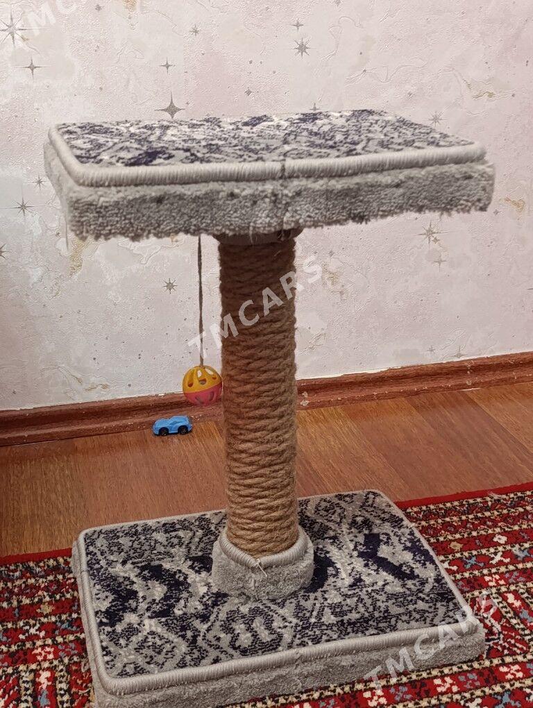 Шотландская веслаухая кошка - ул. Подвойского (Битарап Туркменистан шаёлы) - img 4
