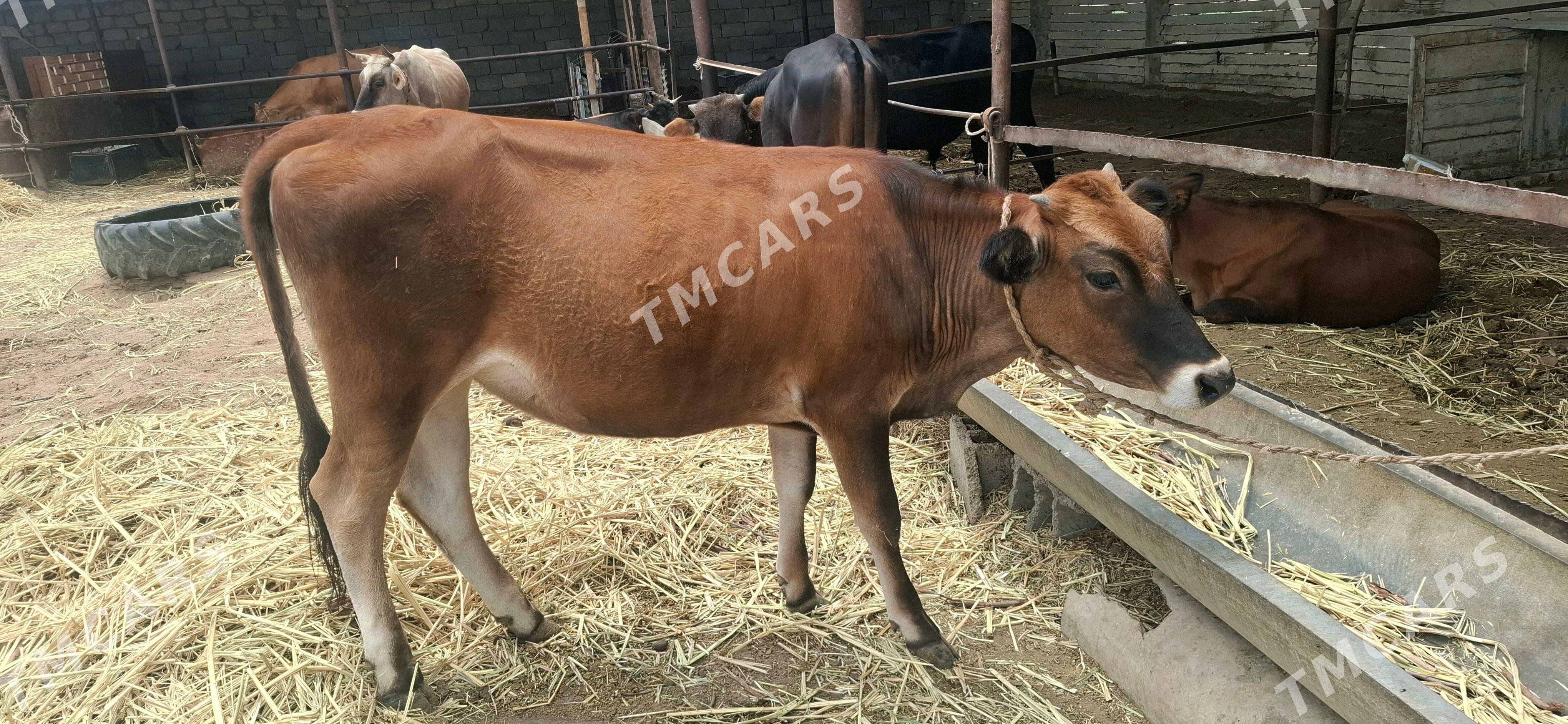 tohum tüwe - Ак-Бугдайский этрап - img 7