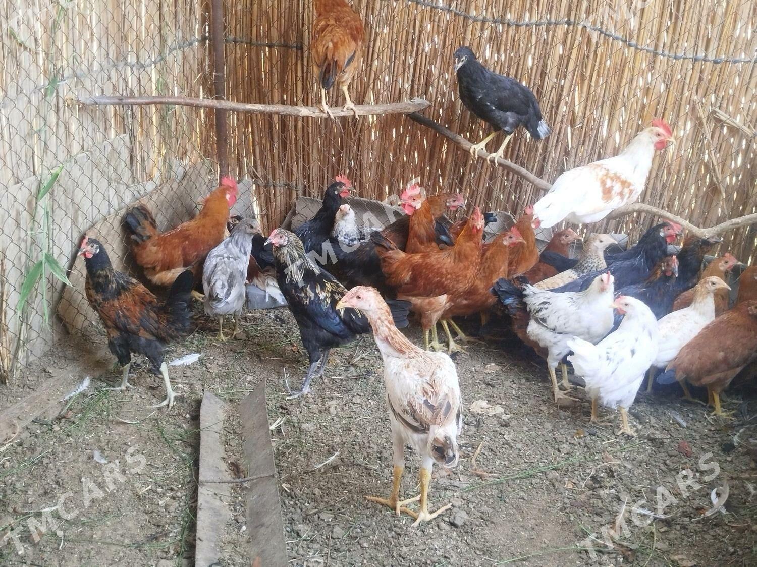 Türkmen horazlar - Сакарчага - img 2