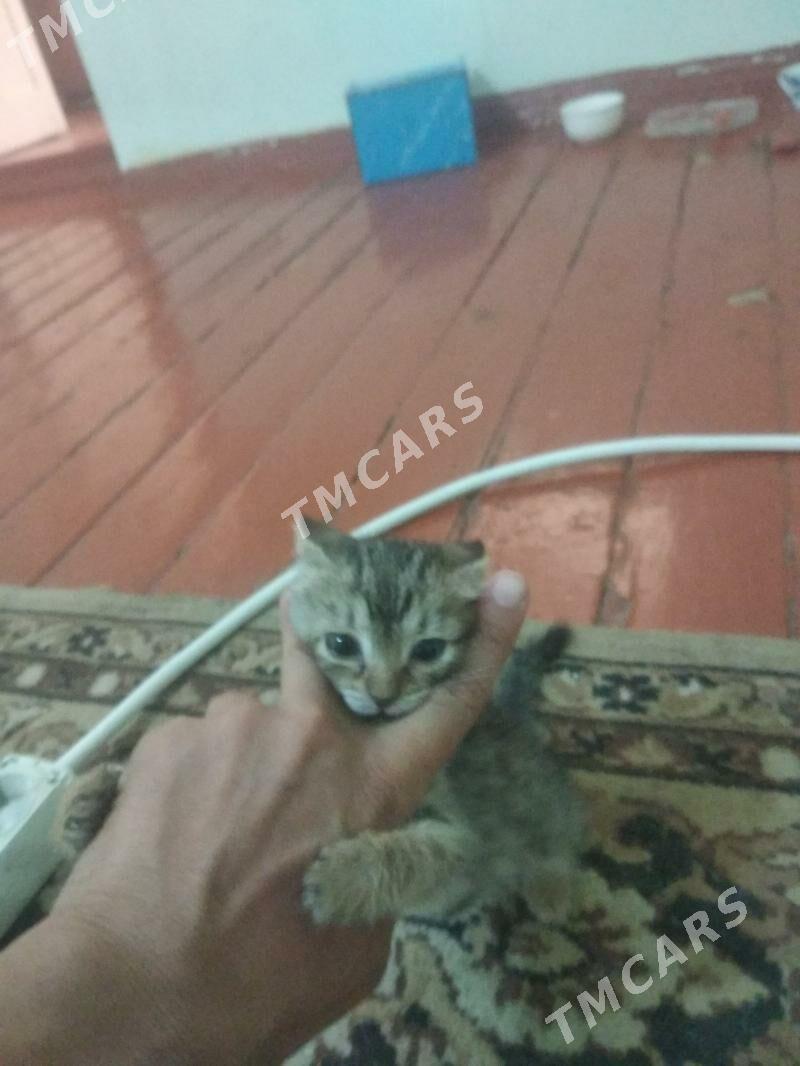 котёнок - Türkmenabat - img 2