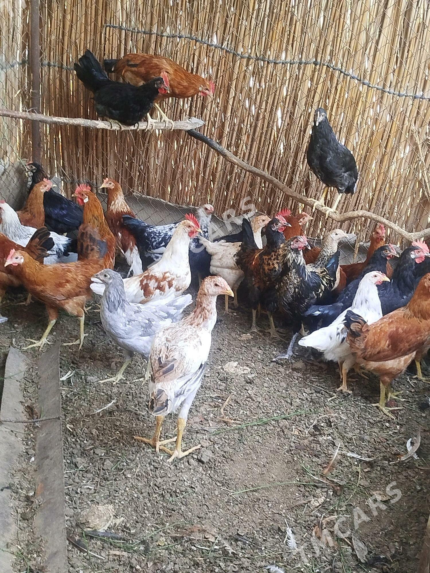 Türkmen horazlar - Сакарчага - img 5