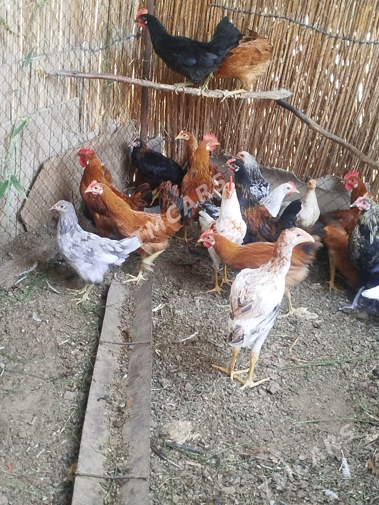 Türkmen horazlar - Сакарчага - img 4