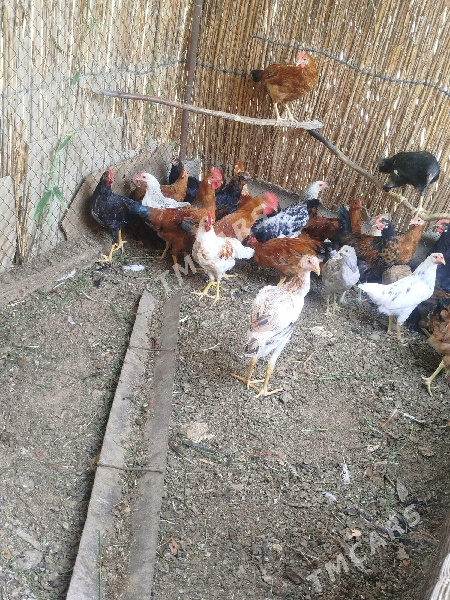 Türkmen horazlar - Сакарчага - img 8