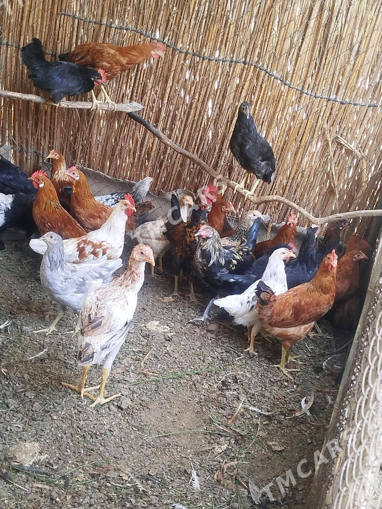 Türkmen horazlar - Сакарчага - img 7