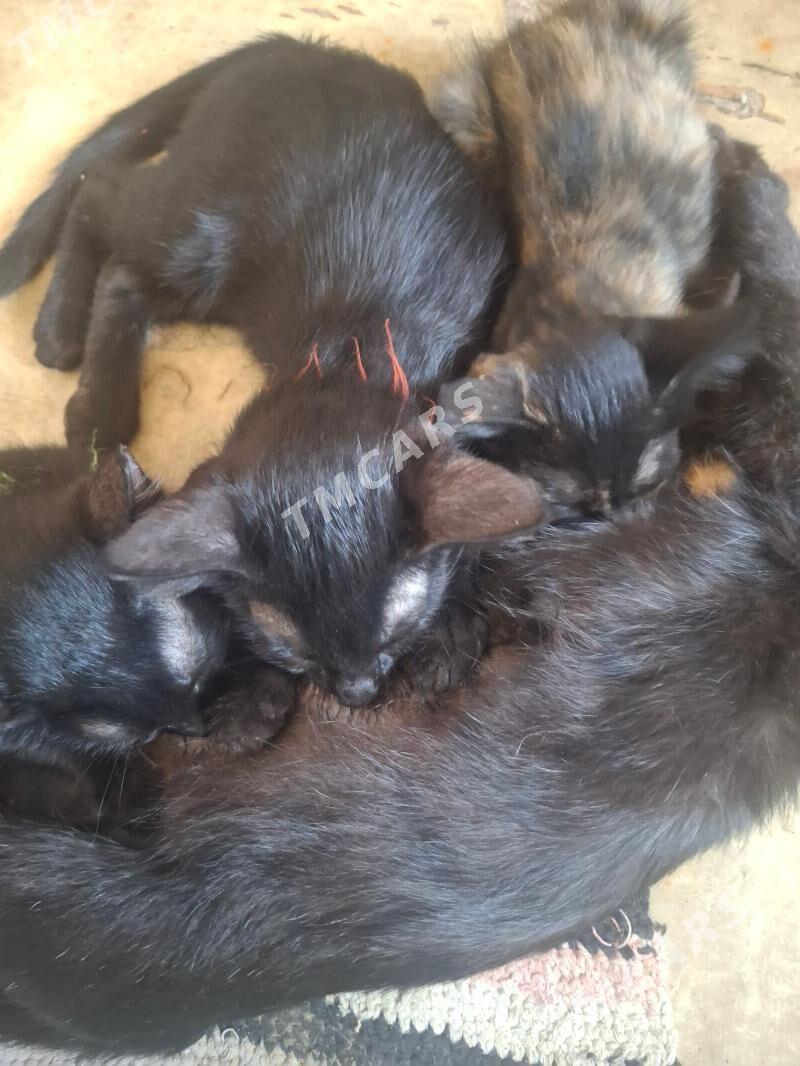 Кошка - Дашогуз - img 2