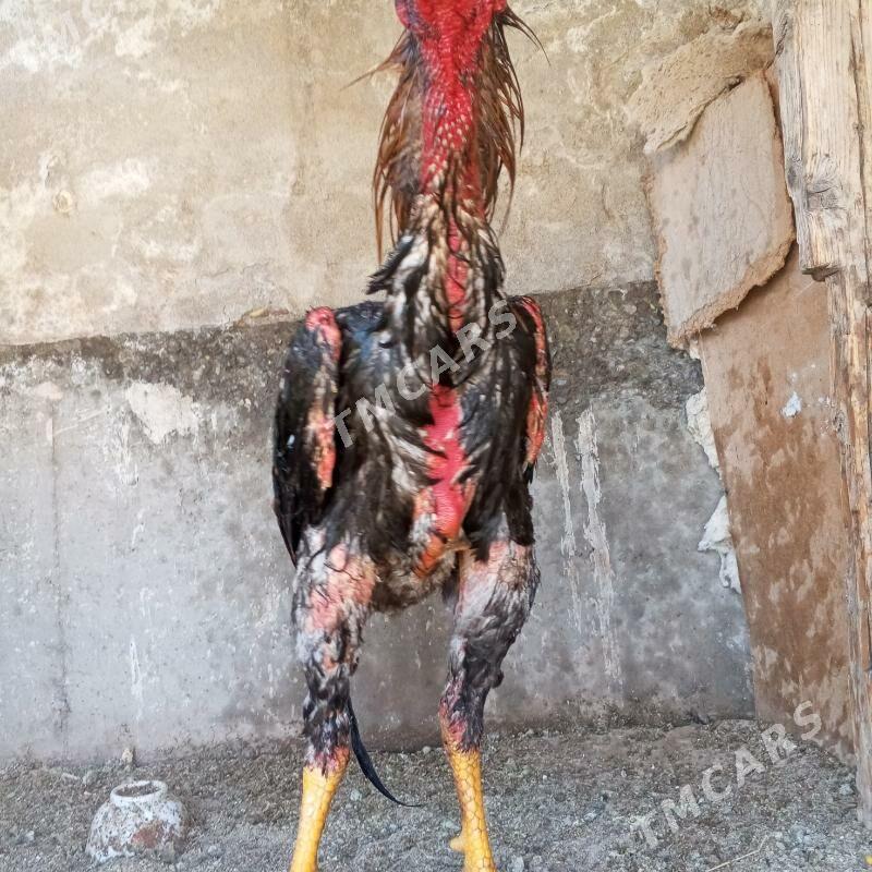 хораз - Türkmenabat - img 2