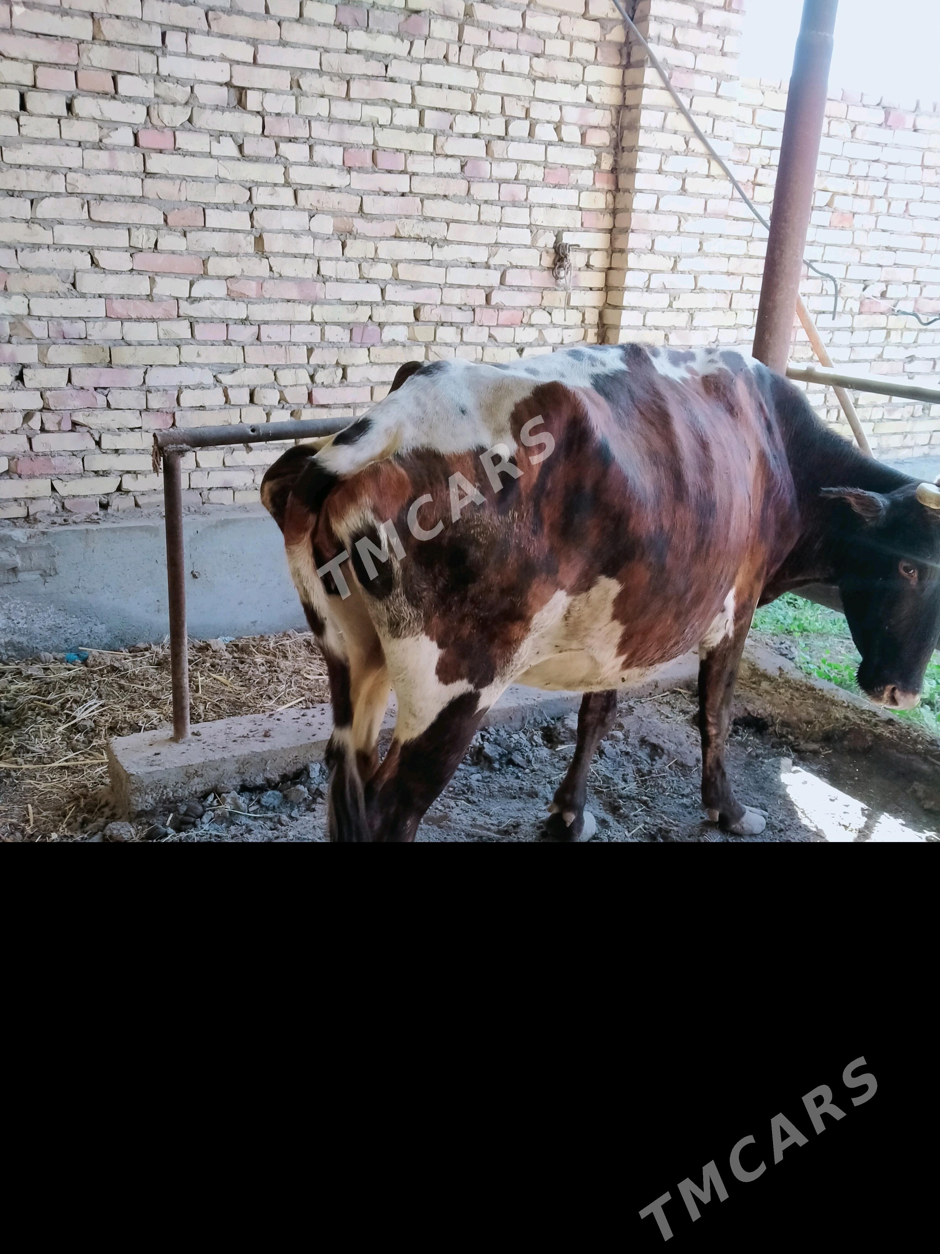 bogaz sygyr - Çärjew - img 3