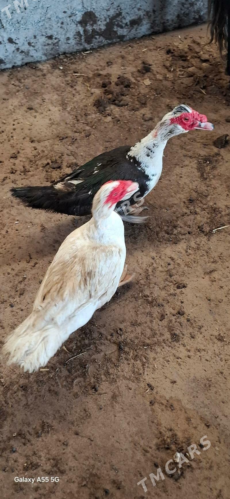 indawutga ordek - Çoganly - img 1