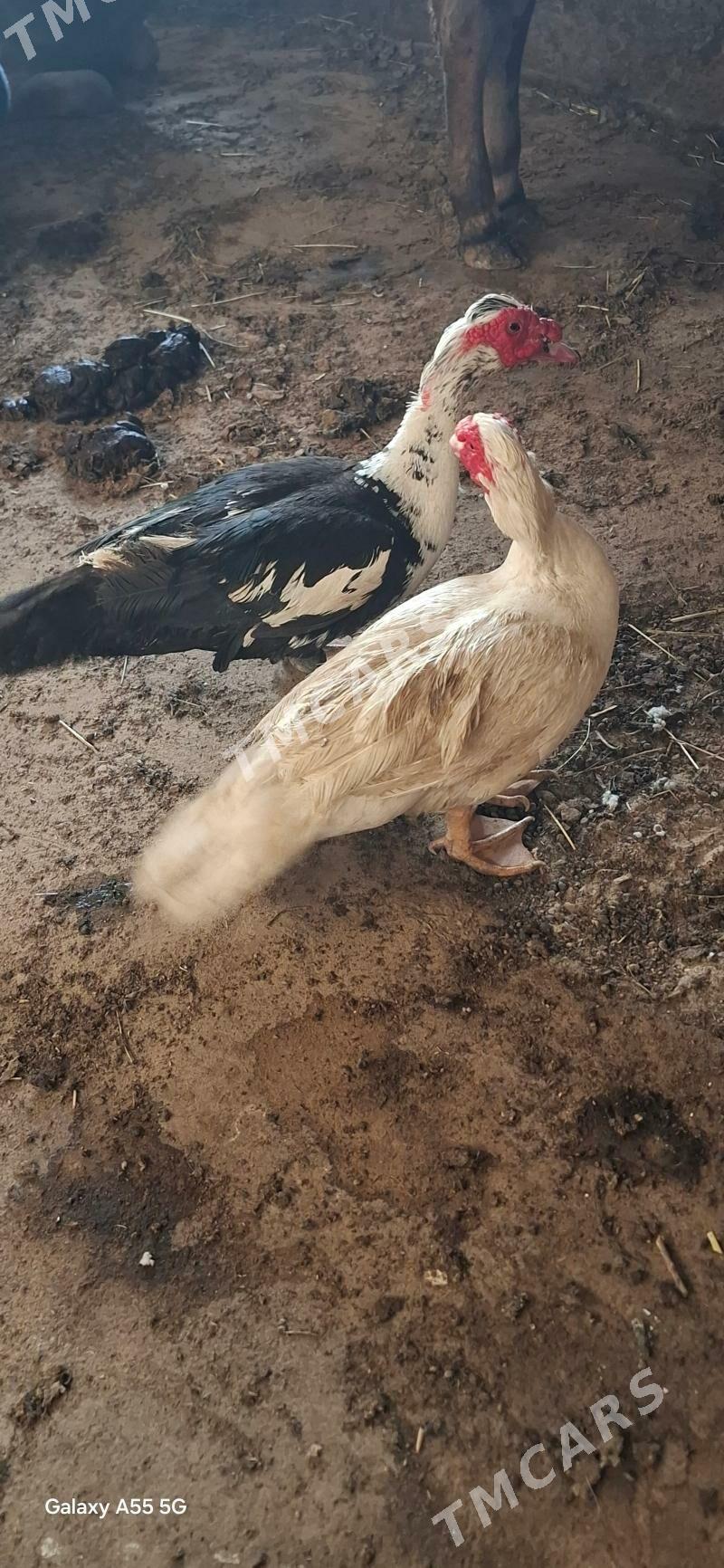 indawutga ordek - Çoganly - img 2