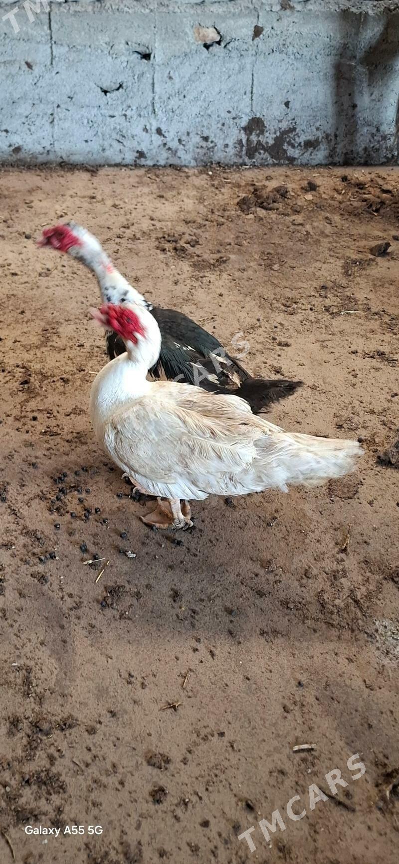 indawutga ordek - Çoganly - img 3