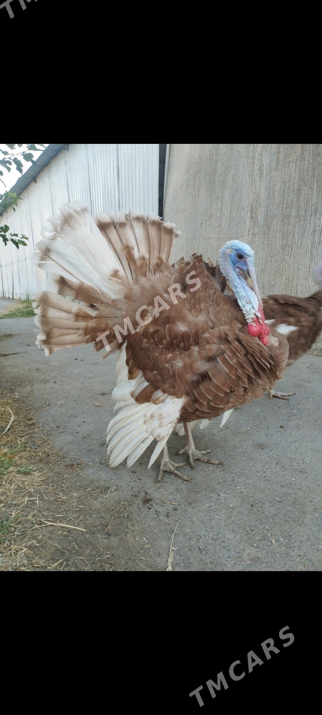 owgan paroda induk horaz - Gypjak - img 2