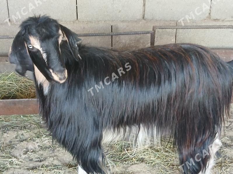 erkec - Çoganly - img 2