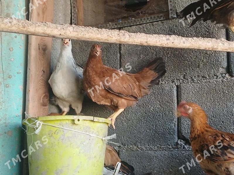 adjuyje - Çoganly - img 2