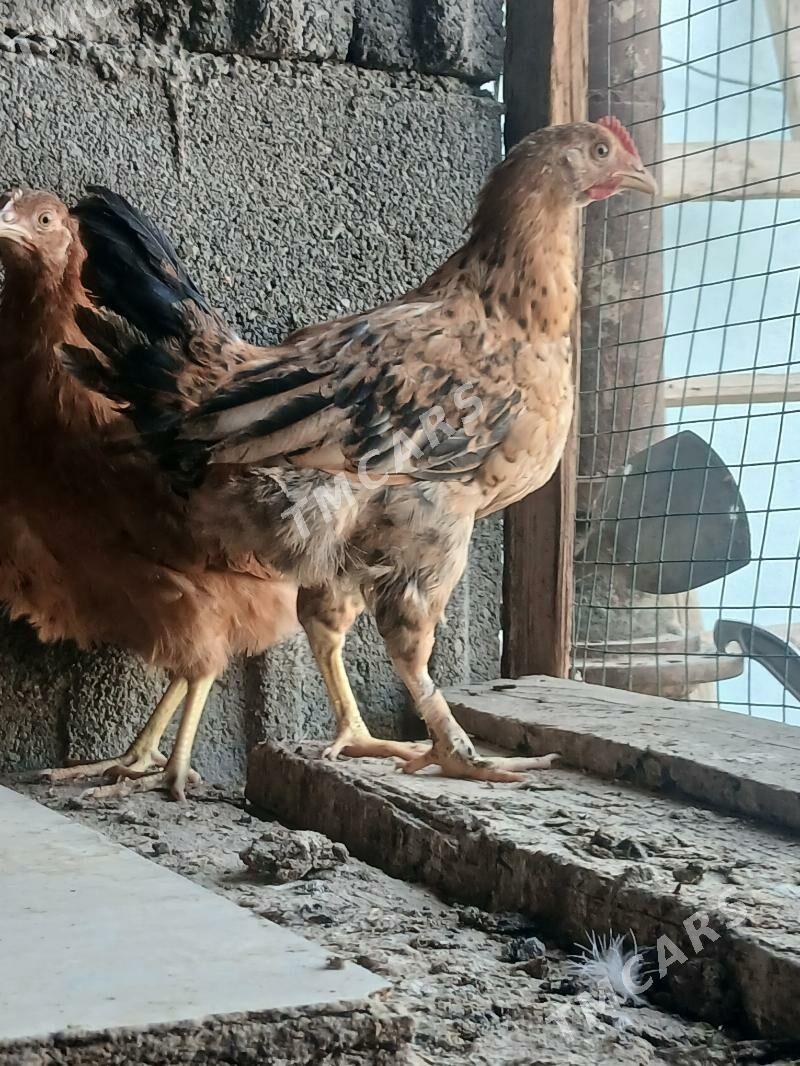 adjuyje - Çoganly - img 3