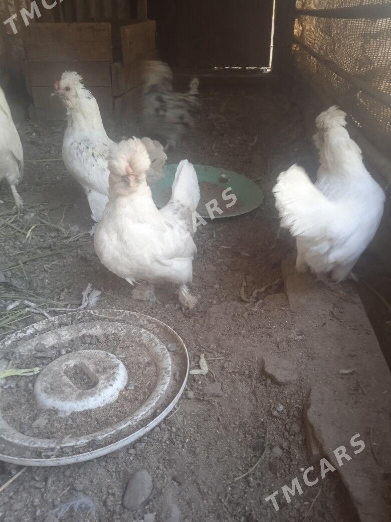 yaponcik - Türkmenabat - img 3