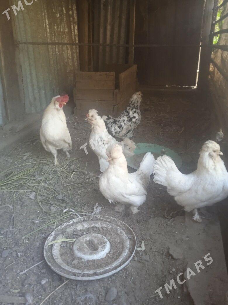 yaponcik - Türkmenabat - img 2
