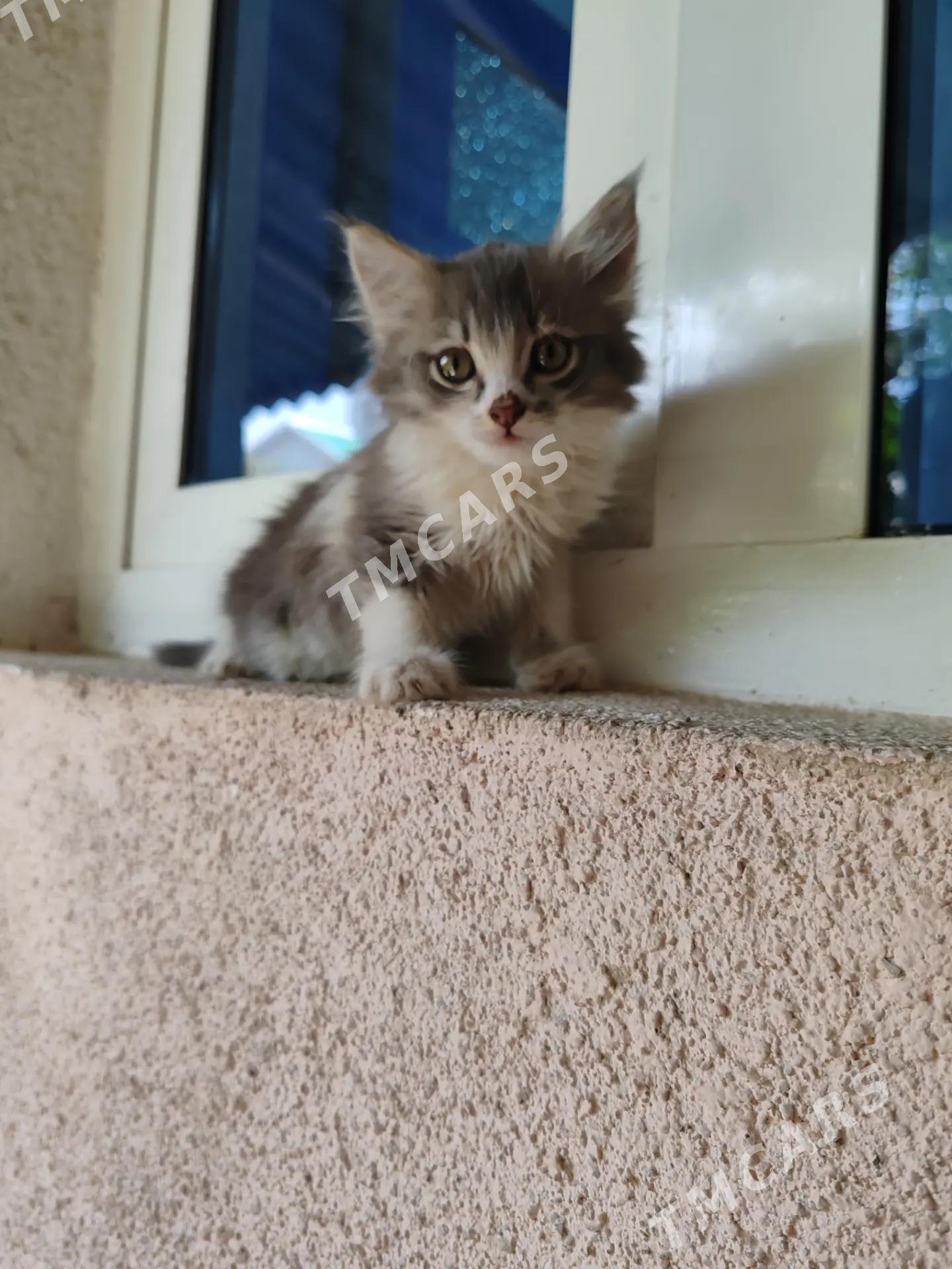 котята - Мары - img 2